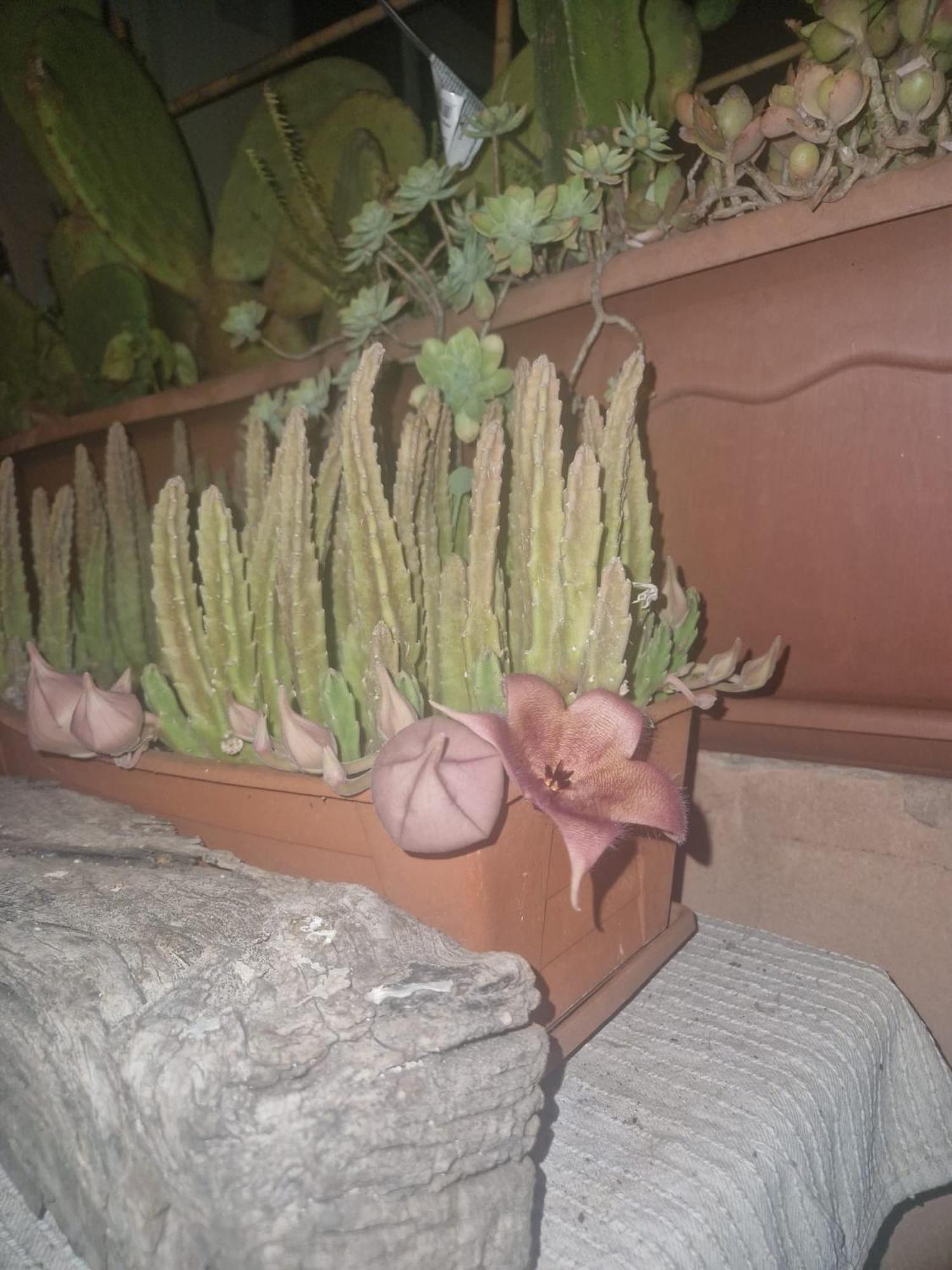 La Casa Di Melina - Home Book & Green Lovely Terrace パキーノ エクステリア 写真